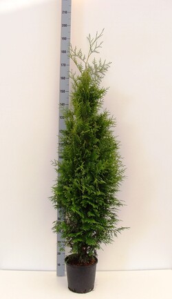 Tuja vakarinė (Lot Thuja occ.) 'Brabant' C10 150-175 CM | TUJOS | SPYGLIUOČIAI