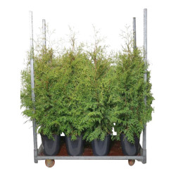 Tuja vakarinė (Lot Thuja occ.) 'Brabant' C12 120-140 CM | TUJOS | SPYGLIUOČIAI
