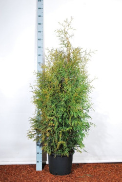 Tuja vakarinė (Lot Thuja occ.) 'Brabant' C15 140-160 CM | TUJOS | SPYGLIUOČIAI