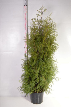 Tuja vakarinė (Lot Thuja occ.) 'Brabant' C15 160-180 CM.