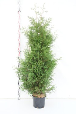 Tuja vakarinė (Lot Thuja occ.) 'Brabant' C15 180-200 CM