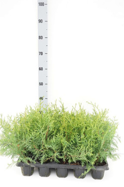 Tuja vakarinė (Lot Thuja occ.) 'Brabant' P9 GROWTRAY | TUJOS | SPYGLIUOČIAI
