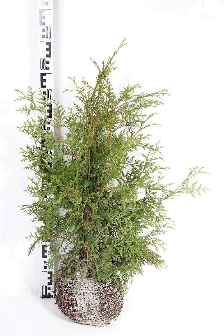 Tuja vakarinė (Lot Thuja occ.) 'Brabant' RB 60-80 CM