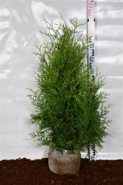 Tuja vakarinė (Lot Thuja occ.) 'Brabant' 80-100 CM RB