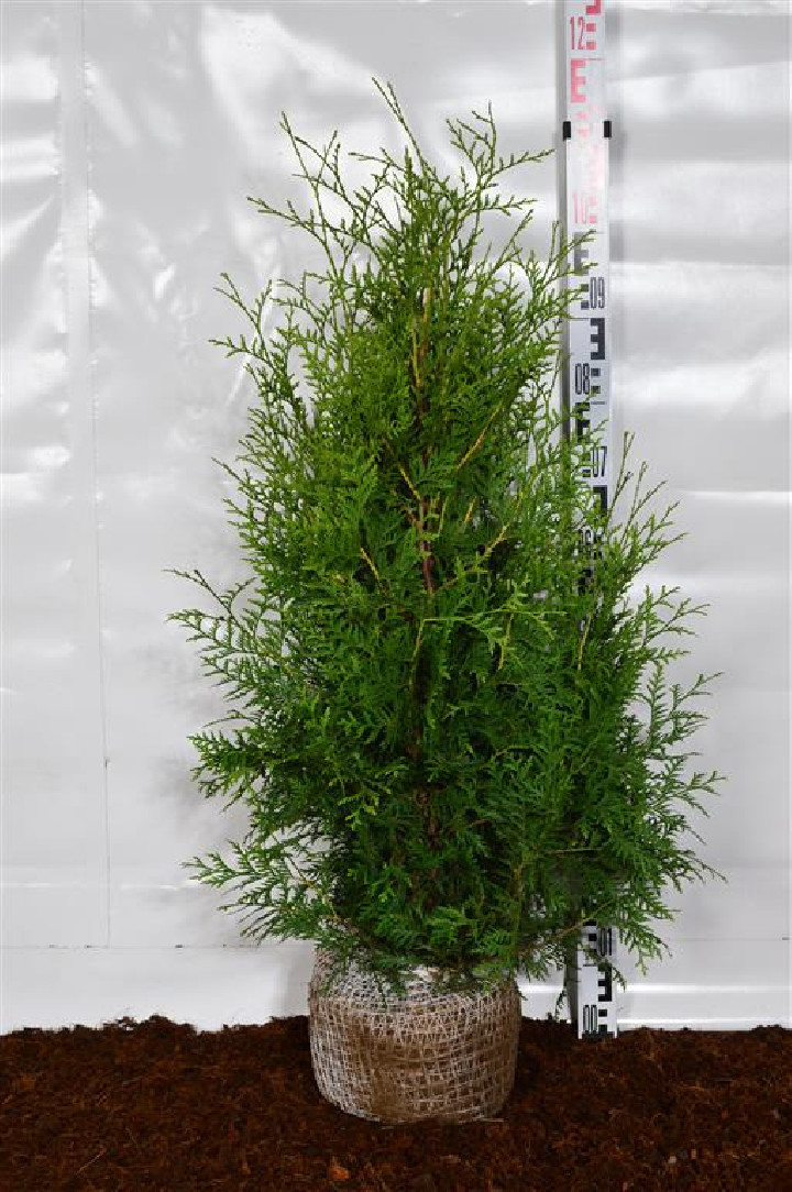 Tuja vakarinė (Lot Thuja occ.) 'Brabant' 80-100 CM RB