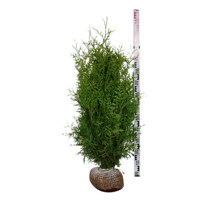 Tuja vakarinė (Lot Thuja occ.) 'Brabant' 100-120 CM RB