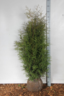 Tuja vakarinė (Lot Thuja occ.) 'Brabant' 120-140 CM RB
