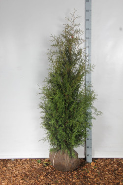 Tuja vakarinė (Lot Thuja occ.) 'Brabant' 140-160 CM RB