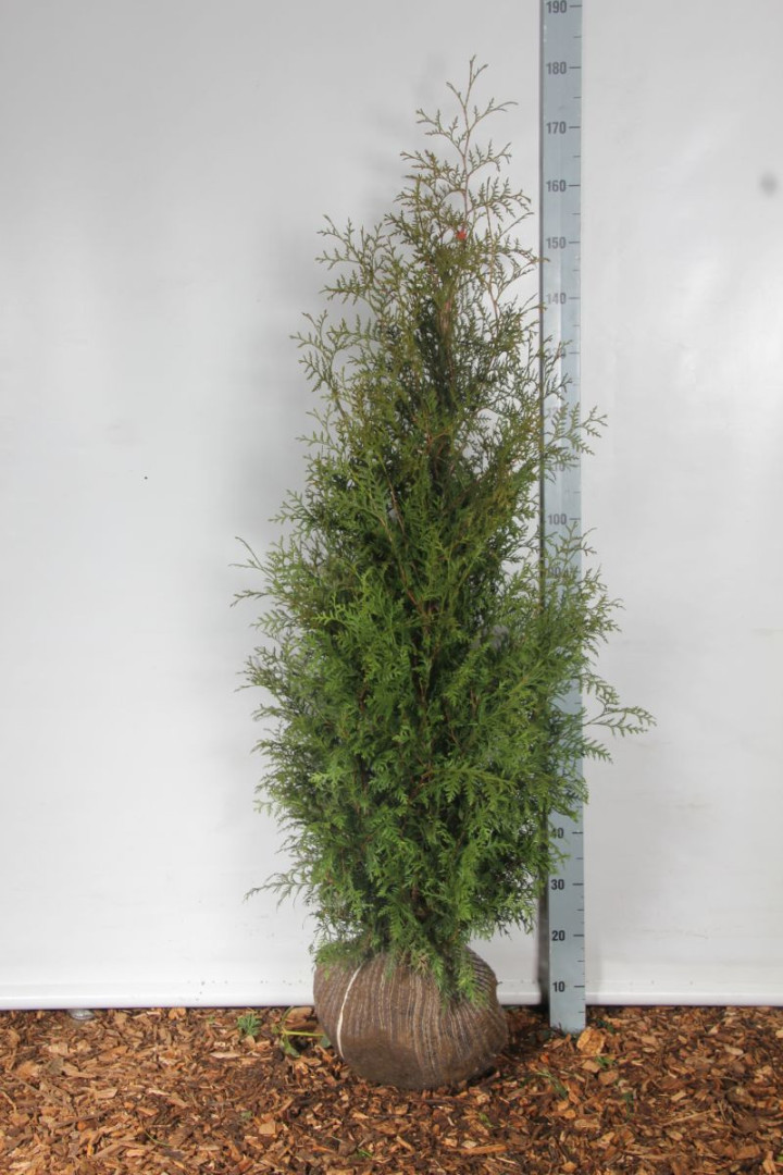 Tuja vakarinė (Lot Thuja occ.) 'Brabant' 140-160 CM RB