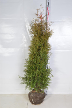 Tuja vakarinė (Lot Thuja occ.) 'Brabant' 140-160 CM RB  EXTRA