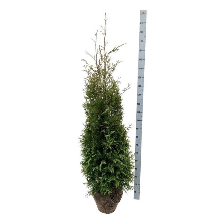 Tuja vakarinė (Lot Thuja occ.) 'Brabant' 160-180 CM RB
