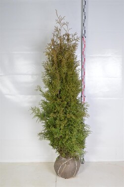 Tuja vakarinė (Lot Thuja occ.) 'Brabant' 160-180 CM RB EXTRA