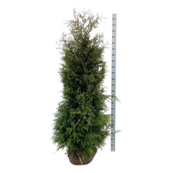 Tuja vakarinė (Lot Thuja occ.) 'Brabant' 180-200 CM RB