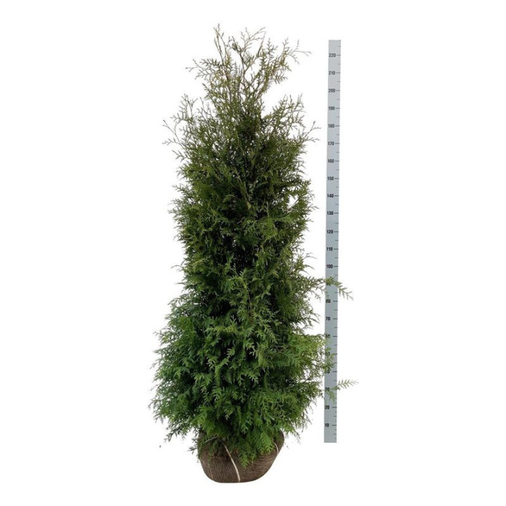 Tuja vakarinė (Lot Thuja occ.) 'Brabant' 180-200 CM RB