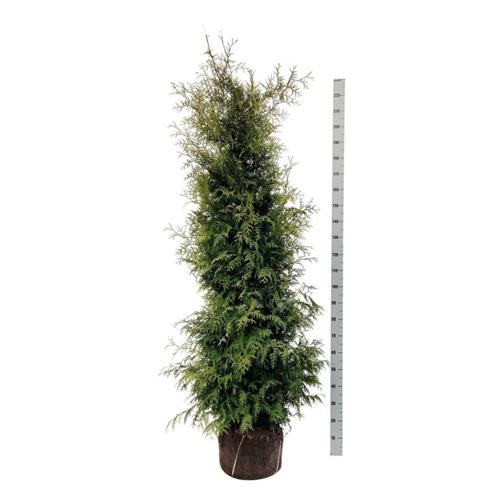 Tuja vakarinė (Lot Thuja occ.) 'Brabant' 200-225 CM RB