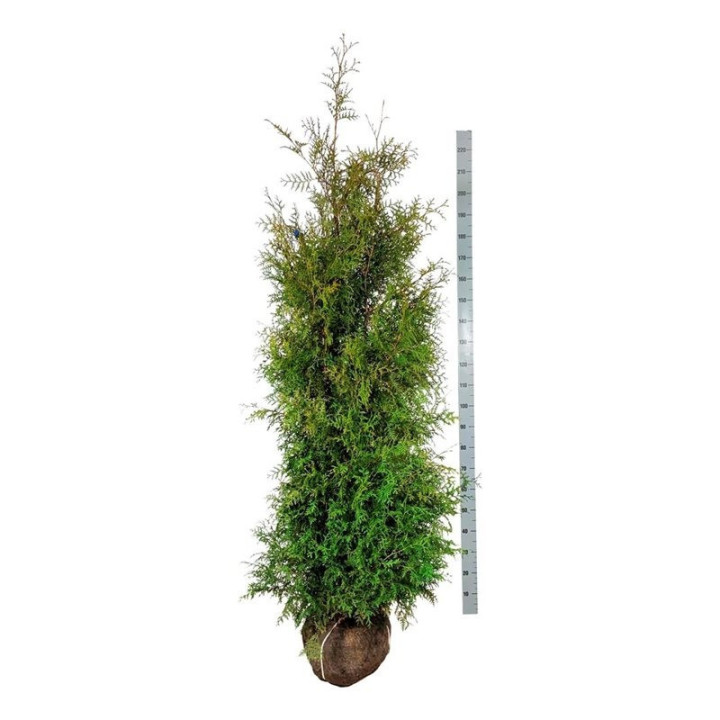Tuja vakarinė (Lot Thuja occ.) 'Brabant' 200-225 CM RB EXTRA