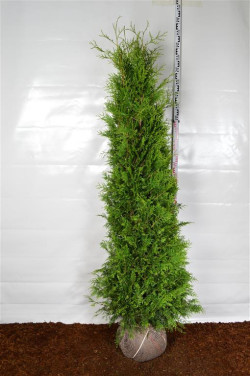 Tuja vakarinė (Lot Thuja occ.) 'Brabant' 225-250 CM RB EXTRA