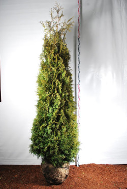 Tuja vakarinė (Lot Thuja occ.) 'Brabant' 275-300 CM WIRE | TUJOS | SPYGLIUOČIAI