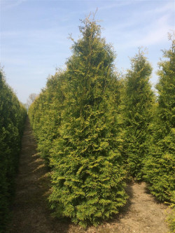 Tuja vakarinė (Lot Thuja occ.) 'Brabant' 300-325 CM WIRE | TUJOS | SPYGLIUOČIAI