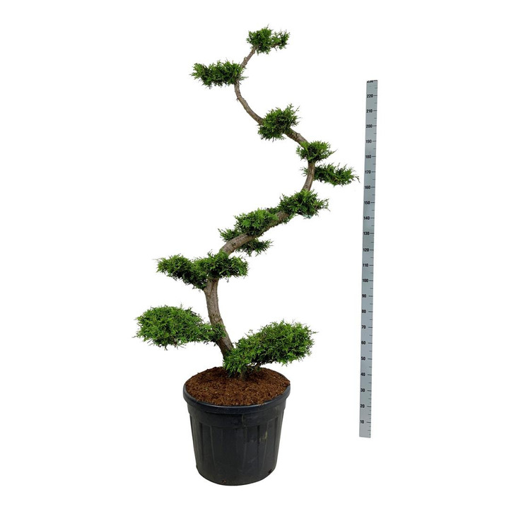 Tuja vakarinė (Lot Thuja occ.) 'Brabant' BONSAI 175/+ P60/C90