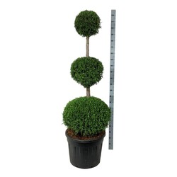 Tuja vakarinė (Lot Thuja occ.) 'Brabant' TRIOBAL.150-175 C90 - nuotrauka 1