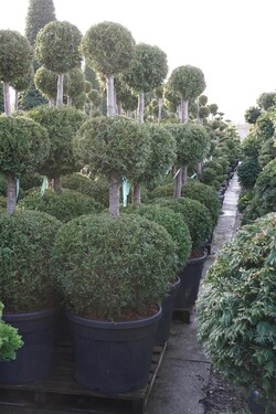 Tuja vakarinė (Lot Thuja occ.) 'Brabant' TRIOBAL.150-175 C90 - nuotrauka 2