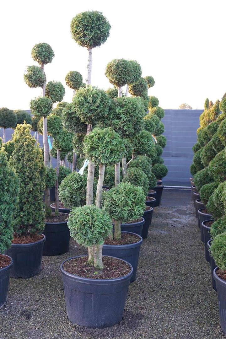 Tuja vakarinė (Lot Thuja occ.) 'Brabant' MULTI 175-200 C90