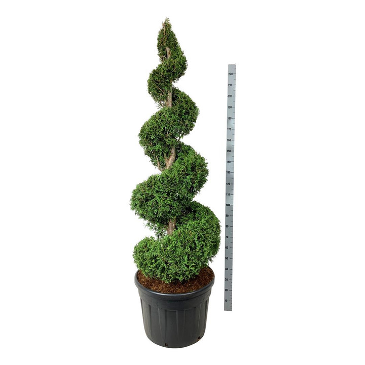 Tuja vakarinė (Lot Thuja occ.) 'Brabant' 175-200 CM SPI C130
