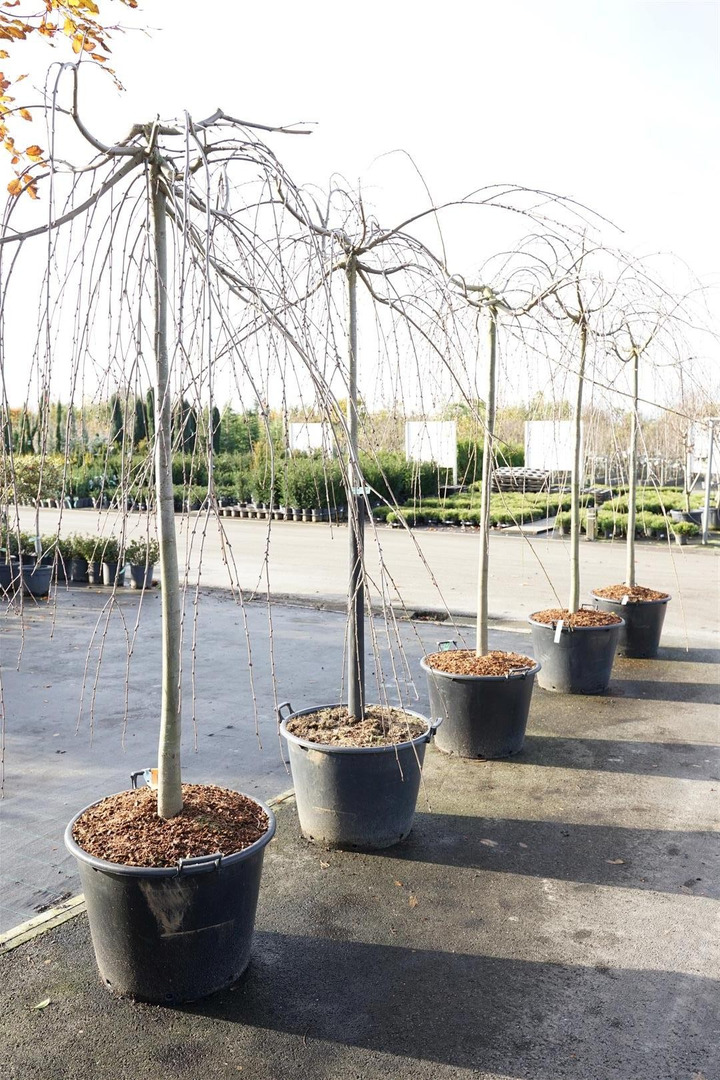 Puošmedis Japoninis (Lot Cercidiphyllum Japonicum) 'Pendulum' 180CM-PUOŠMEDŽIAI-MEDŽIAI