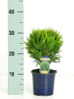Tuja vakarinė (Lot Thuja occ.) 'Danica' C1/P13 20-25 CM