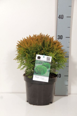 Tuja vakarinė (Lot Thuja occ.) 'Danica' C2/P17 15-20 CM | TUJOS | SPYGLIUOČIAI