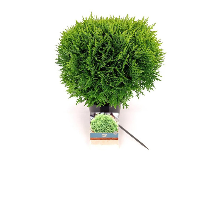 Tuja vakarinė (Lot Thuja occ.) 'Danica' C2/P17 25-30 CM