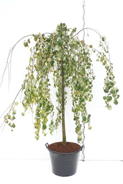 Puošmedis Japoninis (Lot Cercidiphyllum Japonicum) 'Pendulum'  180CM - nuotrauka 2