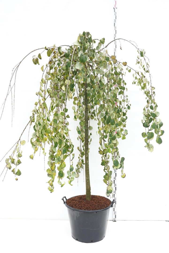 Puošmedis Japoninis (Lot Cercidiphyllum Japonicum) 'Pendulum' 180CM-PUOŠMEDŽIAI-MEDŽIAI