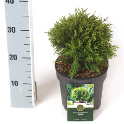 Tuja vakarinė (Lot Thuja occ.) 'Danica' C2,5/P18 20-25 CM