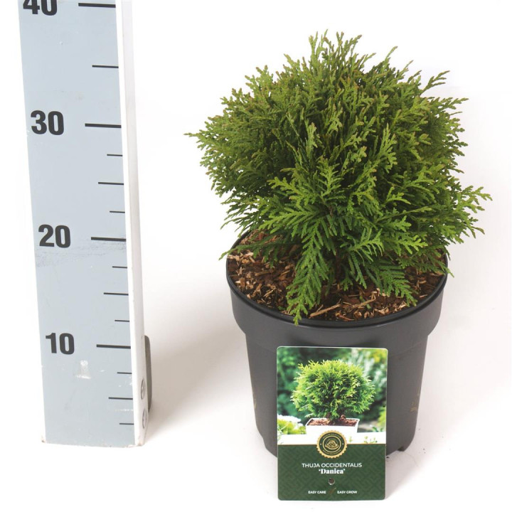 Tuja vakarinė (Lot Thuja occ.) 'Danica' C2,5/P18 20-25 CM