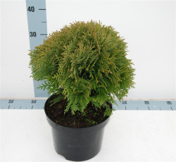 Tuja vakarinė (Lot Thuja occ.) 'Danica' C5/P23 25-30 CM | TUJOS | SPYGLIUOČIAI
