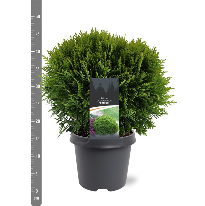 Tuja vakarinė (Lot Thuja occ.) 'Danica' C5/P23 30-40 CM | TUJOS | SPYGLIUOČIAI
