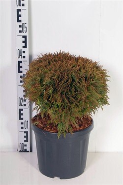 Tuja vakarinė (Lot Thuja occ.) 'Danica' C7,5/P26 25-30 CM