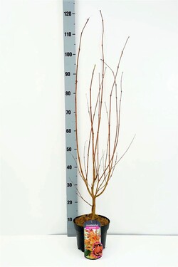 Puošmedis Japoninis (Lot Cercidiphyllum Japonicum) C3 60-80CM - nuotrauka 2