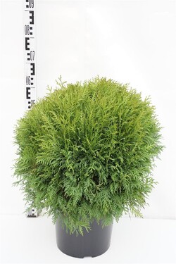 Tuja vakarinė (Lot Thuja occ.) 'Danica' C10 40-50 CM - nuotrauka 1