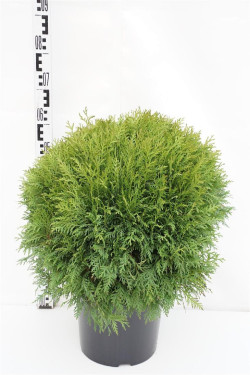Tuja vakarinė (Lot Thuja occ.) 'Danica' C10 40-50 CM - nuotrauka 1