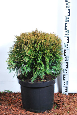 Tuja vakarinė (Lot Thuja occ.) 'Danica' C10 40-50 CM - nuotrauka 2