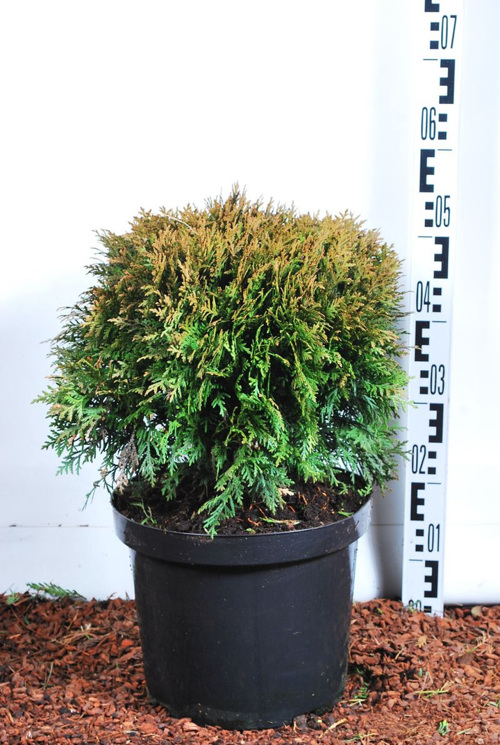 Tuja vakarinė (Lot Thuja occ.) 'Danica' C10 40-50 CM | TUJOS | SPYGLIUOČIAI