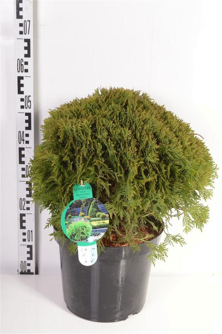 Tuja vakarinė (Lot Thuja occ.) 'Danica' C12 40-50 CM | TUJOS | SPYGLIUOČIAI