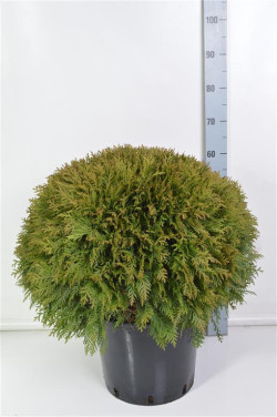 Tuja vakarinė (Lot Thuja occ.) 'Danica' C25 60-70 CM
