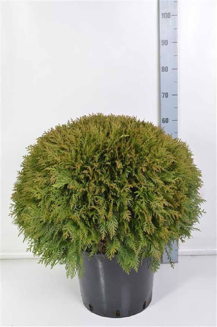 Tuja vakarinė (Lot Thuja occ.) 'Danica' C25 60-70 CM