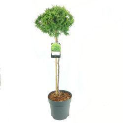 Tuja vakarinė (Lot Thuja occ.) 'Danica' C5/P23 STIEBAS 60 CM