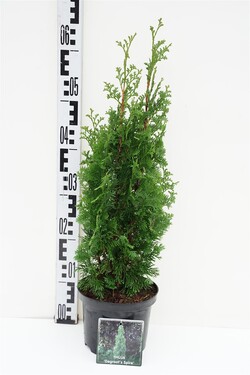 Tuja vakarinė (Lot Thuja occ.) 'Degroot Spire' C2/P17 40-50 CM - nuotrauka 1