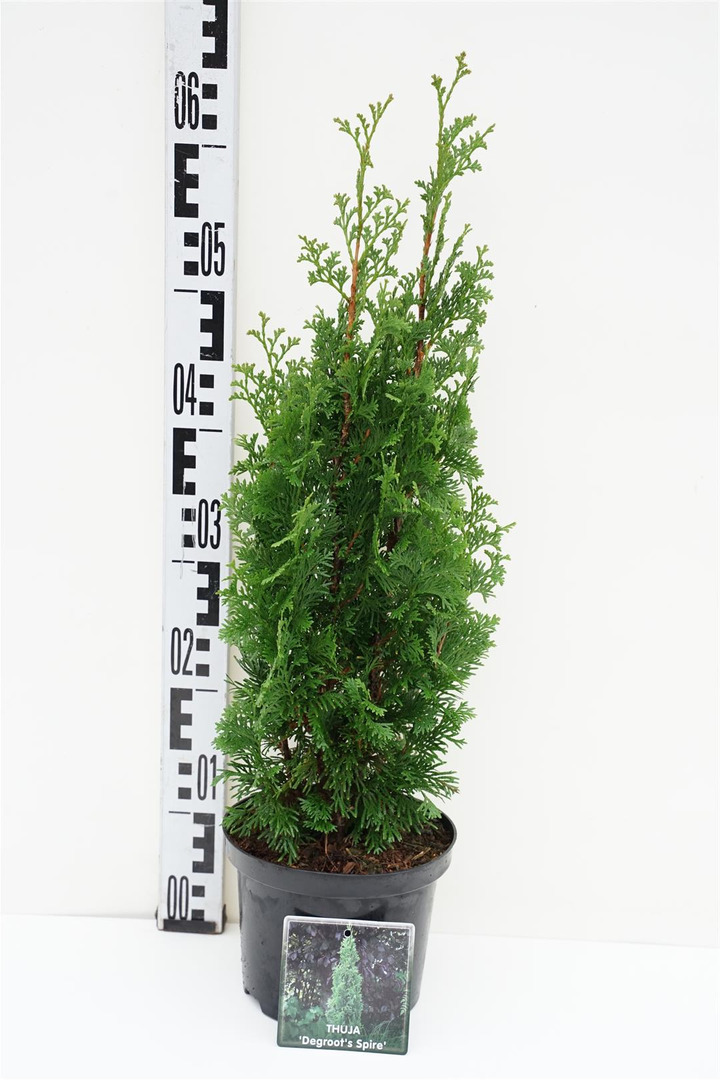 Tuja vakarinė (Lot Thuja occ.) 'Degroot Spire' C2/P17 40-50 CM | TUJOS | SPYGLIUOČIAI
